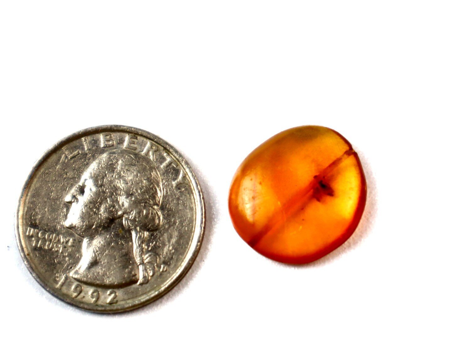 Elegant Fine Moth Inclusion In Amber Fossils/Insects 18mm – photo 3