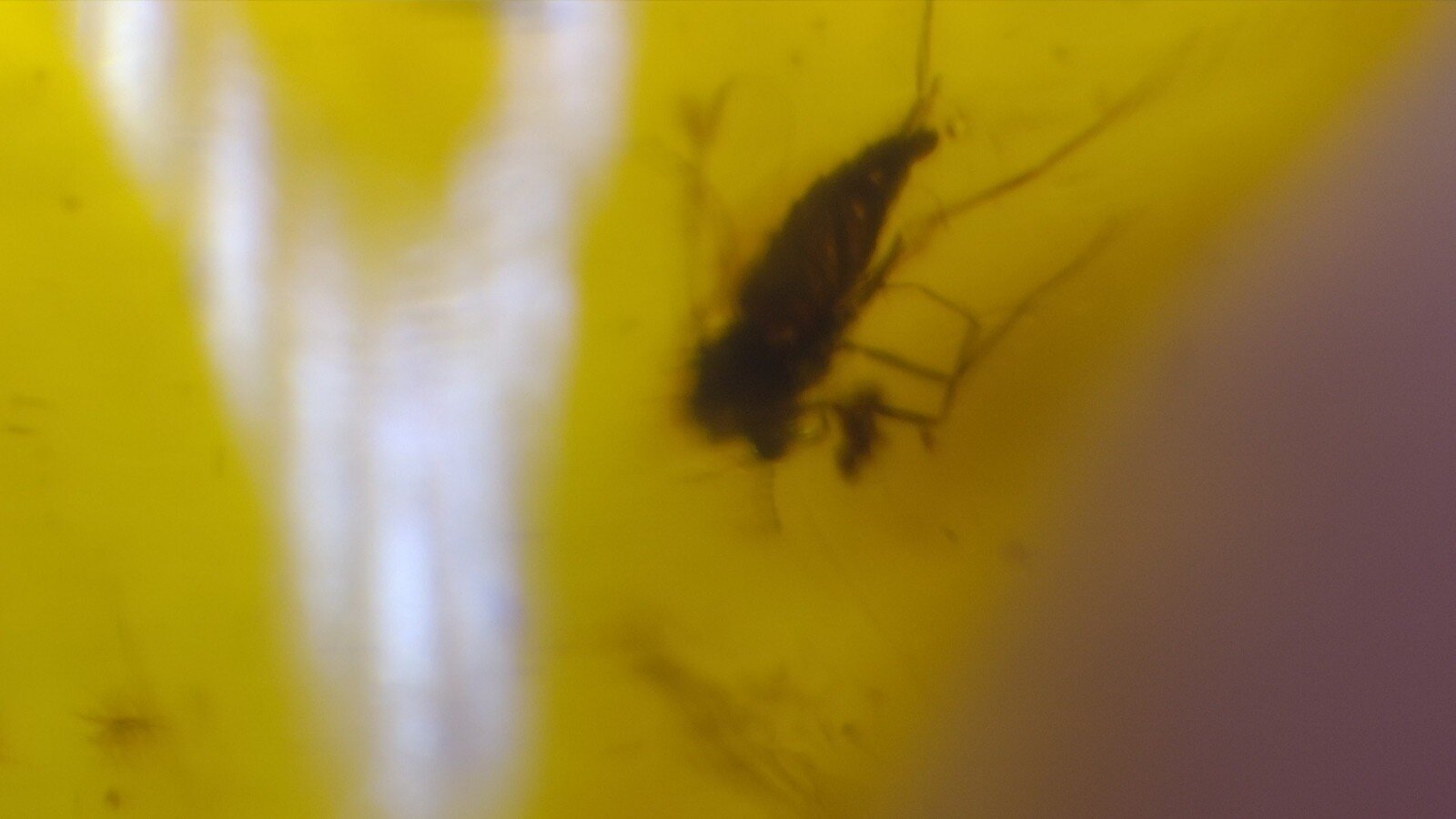 Natural Dominican Amber with Rare Insect Inclusion – 15mm – photo 7
