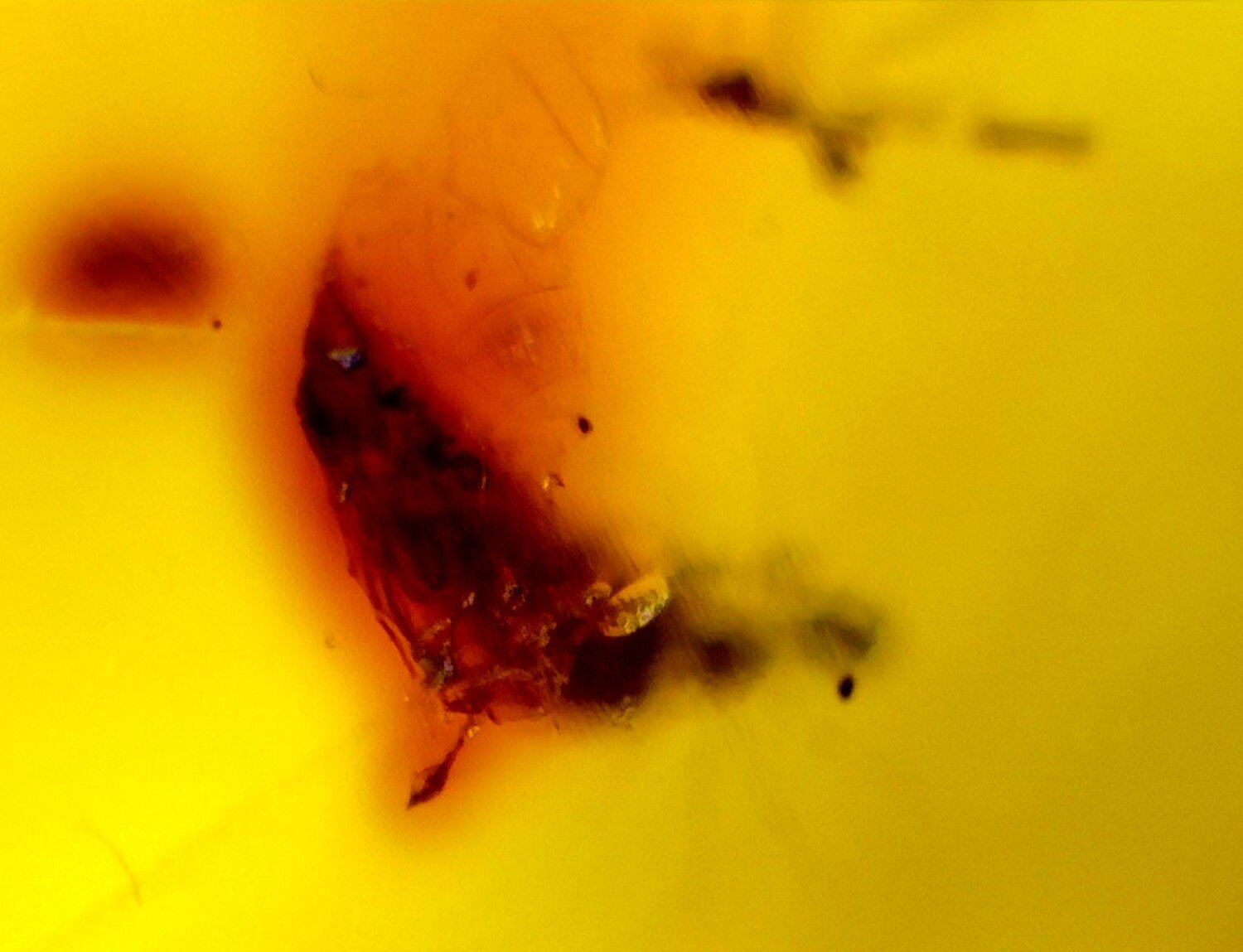 Elegant Fine Fly Inclusion Amber Fossils/Insects 26mm – photo 3