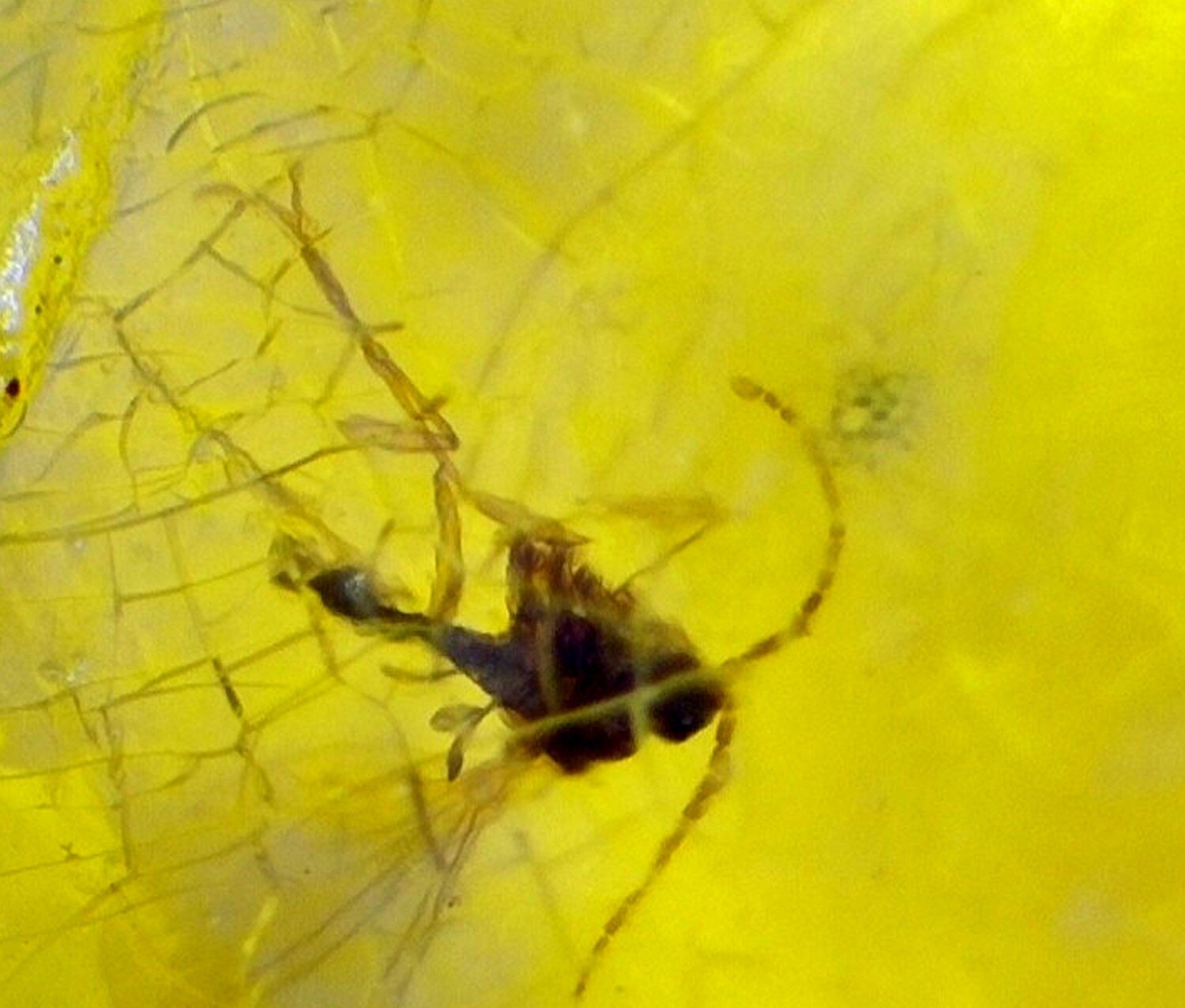 Authentic Beautiful Gnat Inclusion Amber Fossils/Insects 14mm