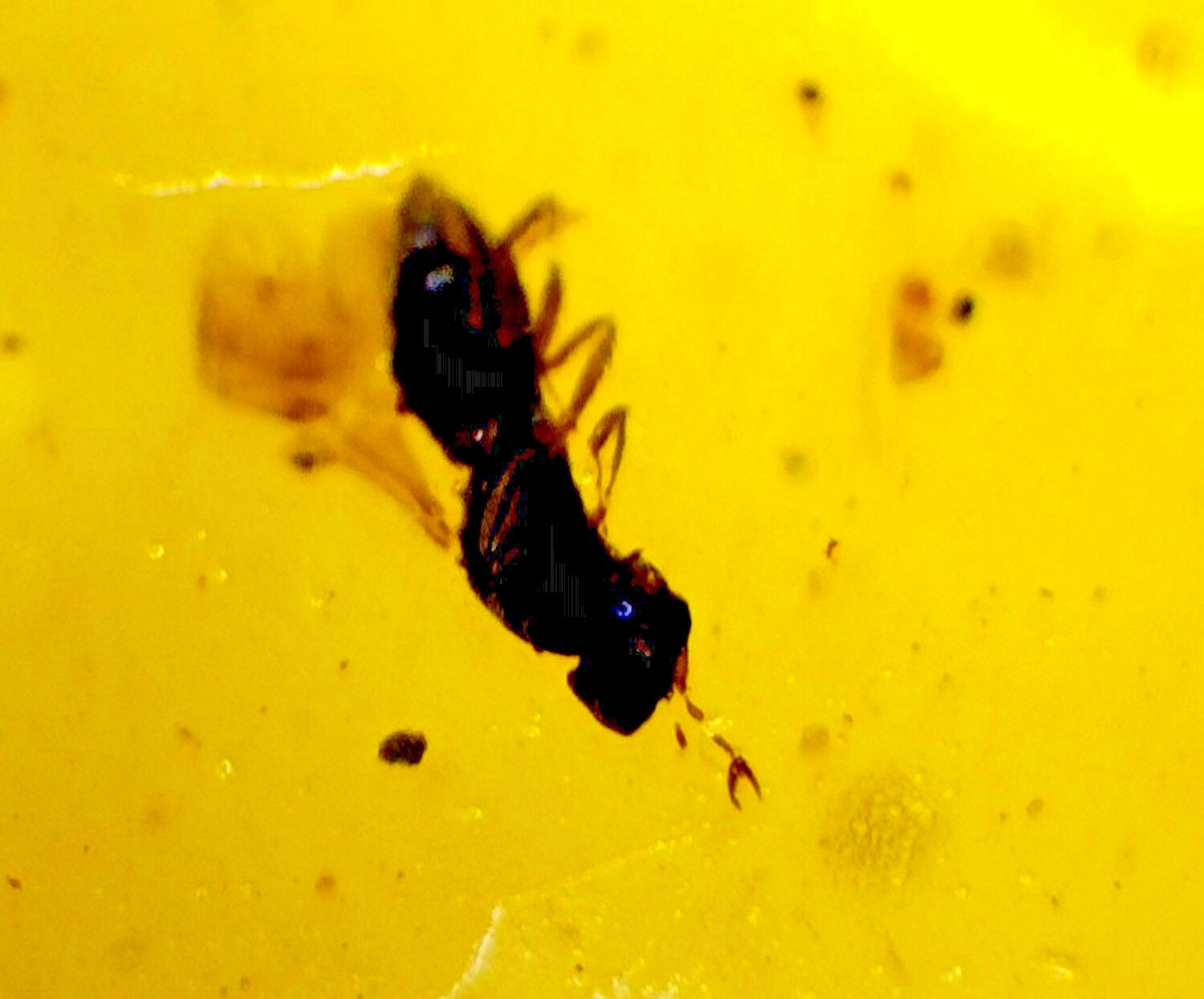 Handcrafted Natural Wasp Inclusion In Amber Fossils/Insects 17mm