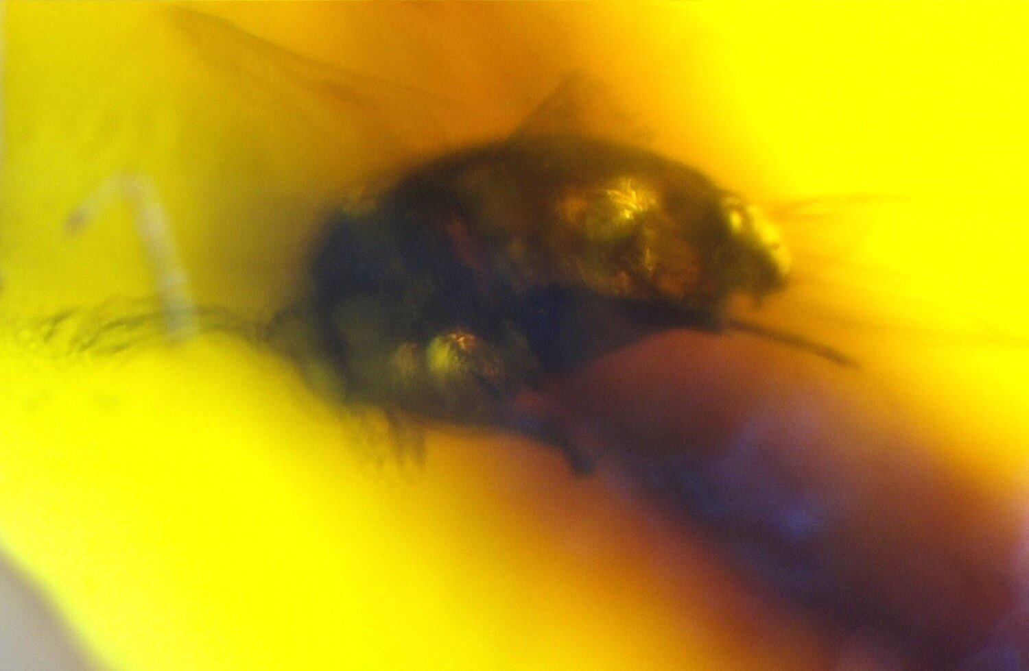 Natural Dominican Amber Insect Fossil – photo 3