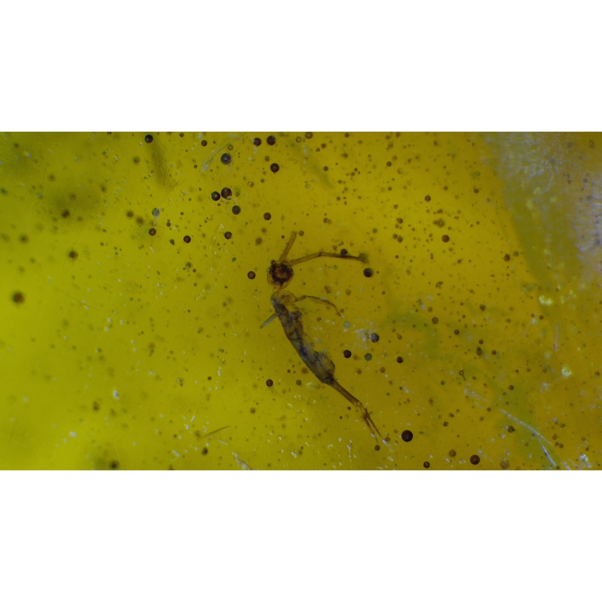 small mayfly Inclusion Clear light yellow Natural Dominican Amber Pendant 35 mm – photo 8