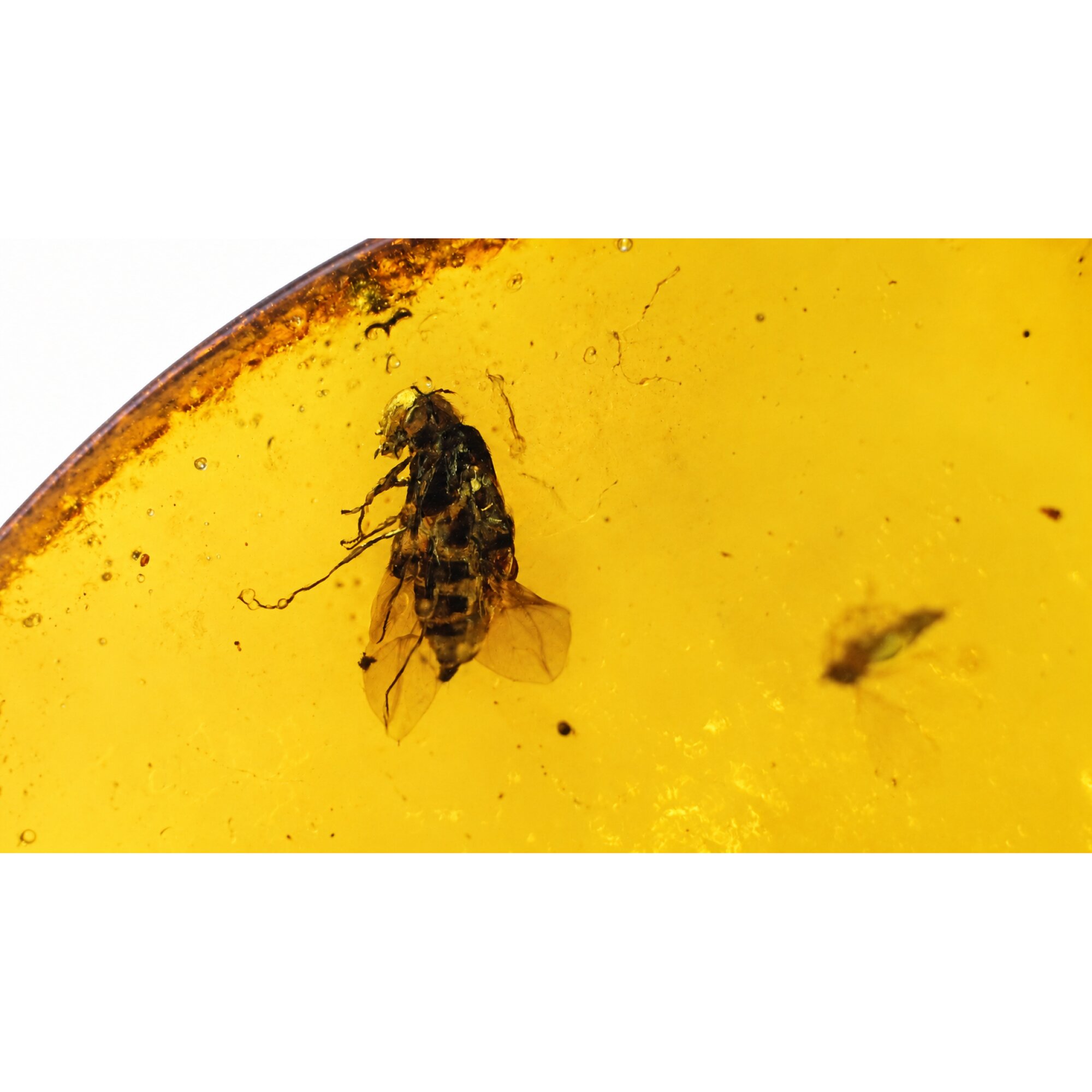 Genuine yellow Dominican amber small wasp and fly insect stone 16mm – photo 7