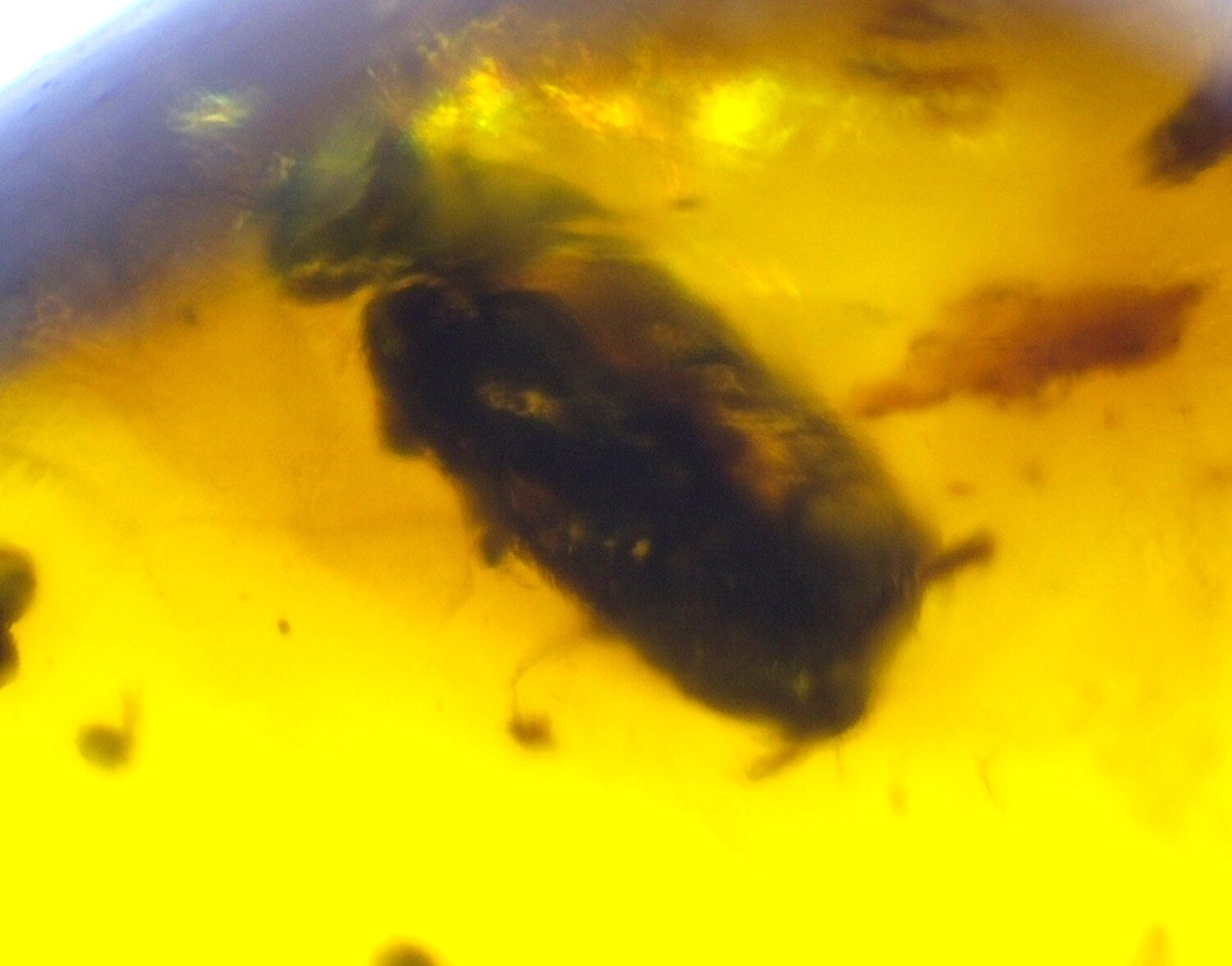 Natural Dominican Amber with Insect Inclusion – Polished Stone | 16mm – photo 5
