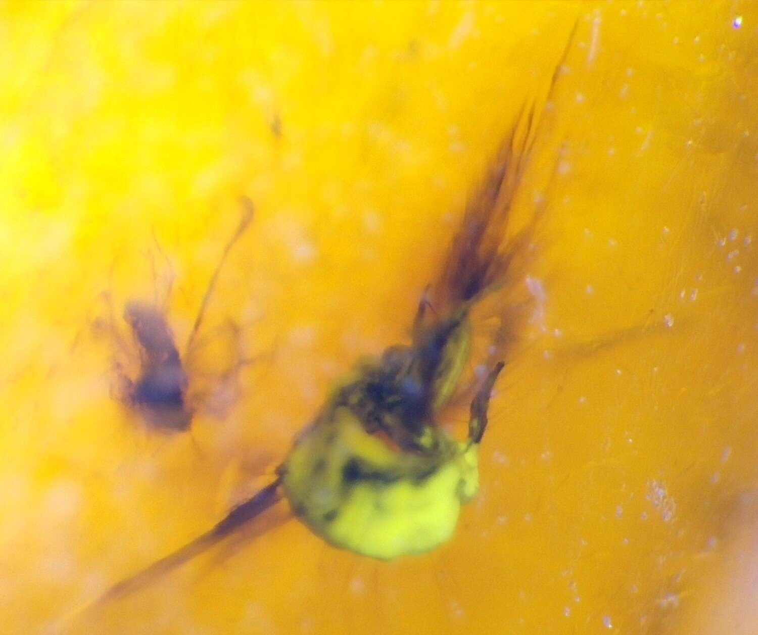 Natural Dominican Clear Amber – Polished with Double Insect Inclusion | 22mm