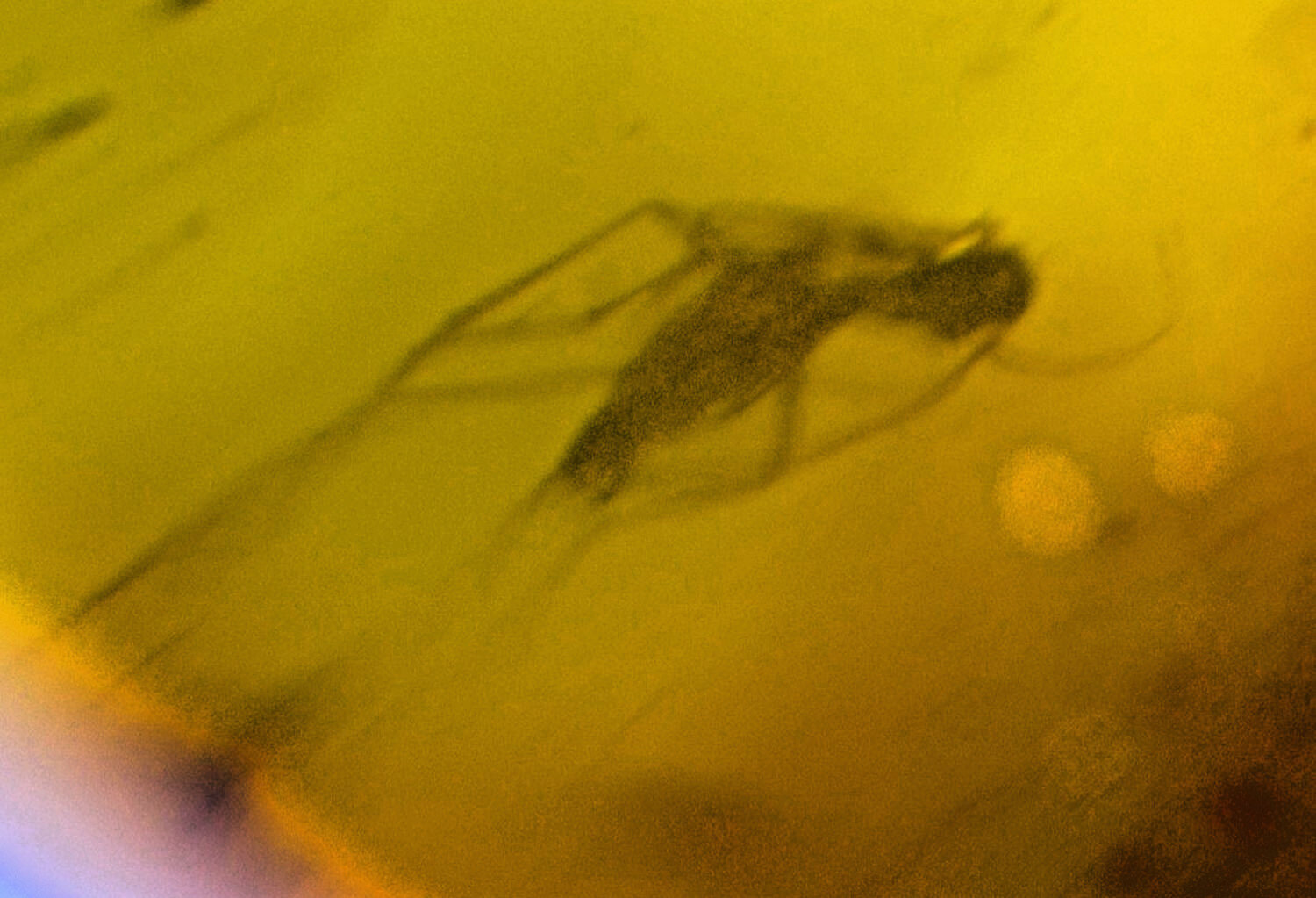 Beautiful Natural Dominican Amber Flying Insect Fossil 24mm – photo 3
