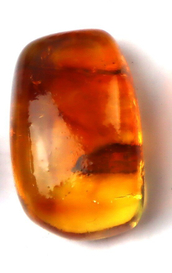 Dominican Amber Fossil with Long-Legged Insect – photo 4